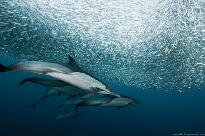 underwater sardine dance