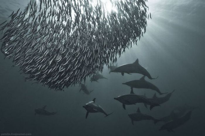 underwater sardine dance