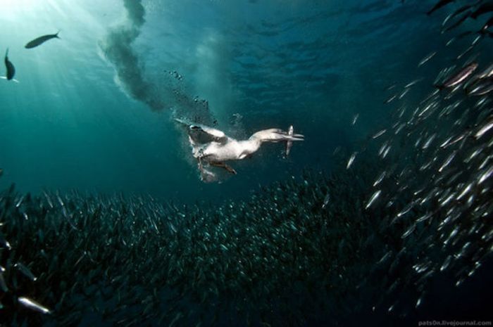 underwater sardine dance