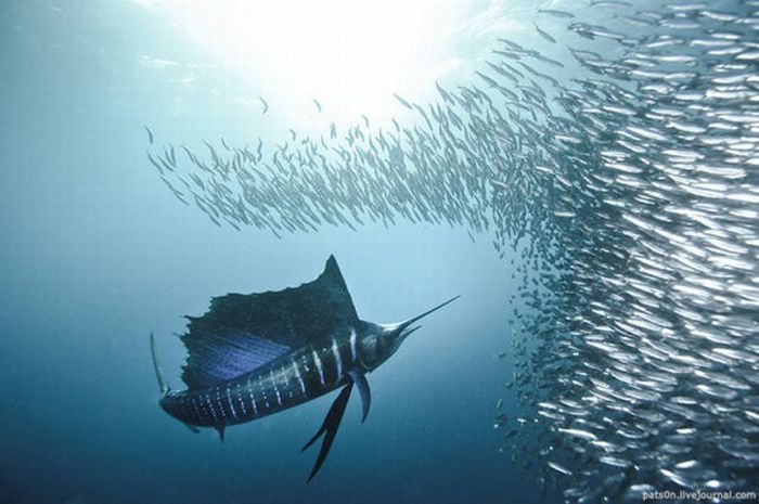 underwater sardine dance