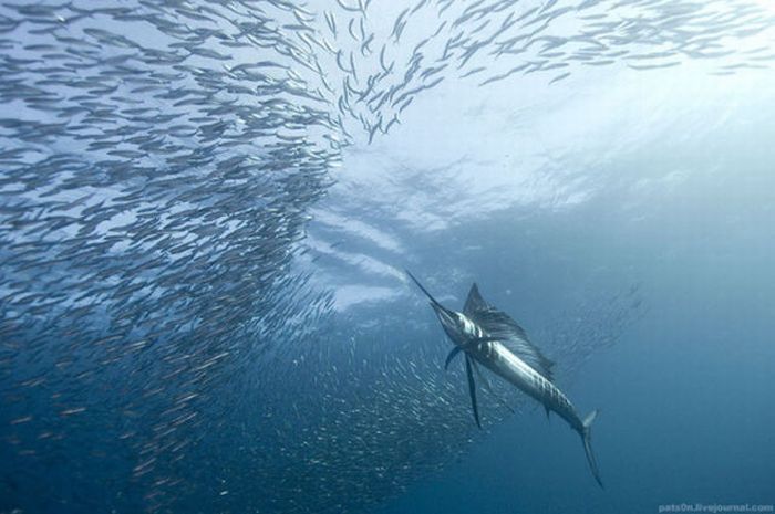 underwater sardine dance