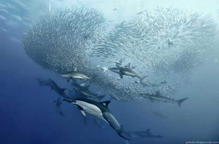 underwater sardine dance