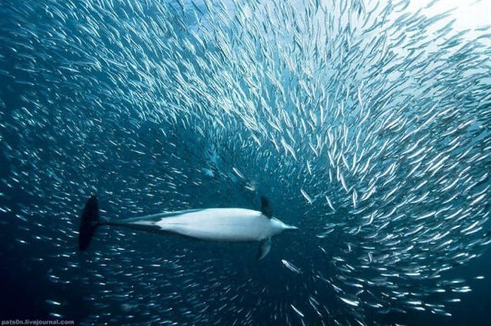 underwater sardine dance