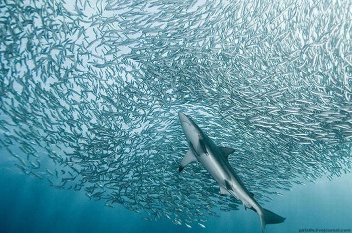 underwater sardine dance
