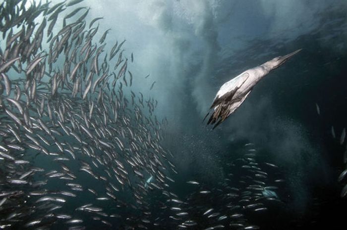 underwater sardine dance