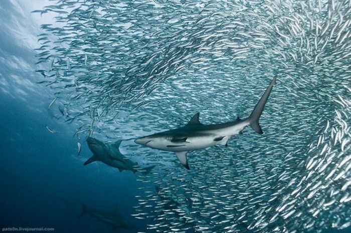 underwater sardine dance