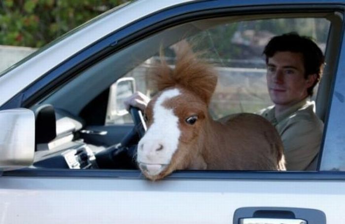 koda, miniature horse