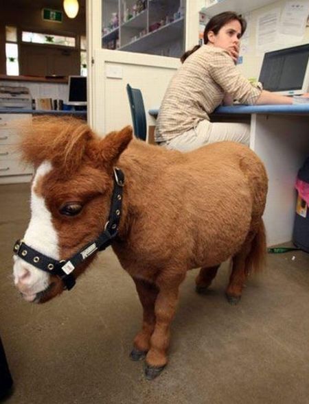 koda, miniature horse