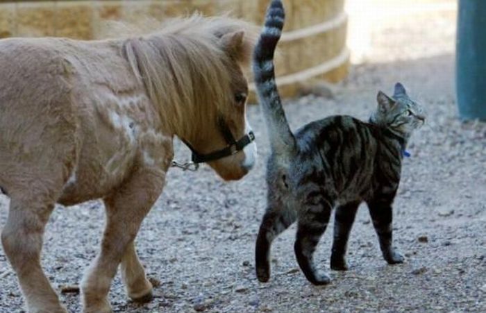 koda, miniature horse