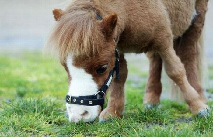 koda, miniature horse