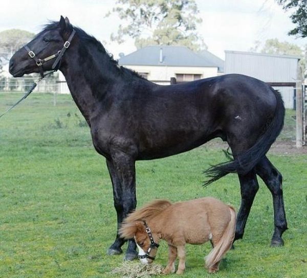 koda, miniature horse