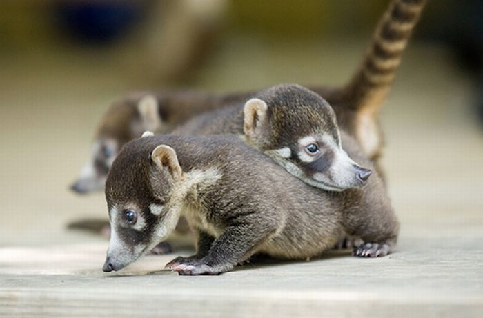 coatis baby, snookum bear