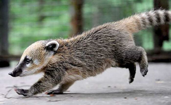 coatis baby, snookum bear