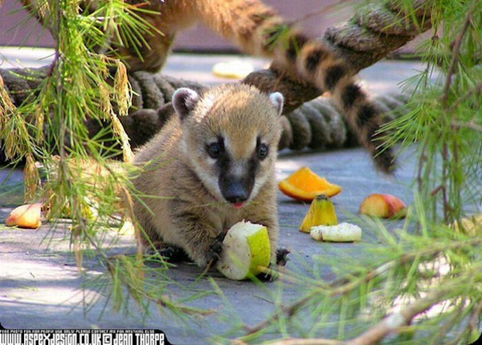 coatis baby, snookum bear