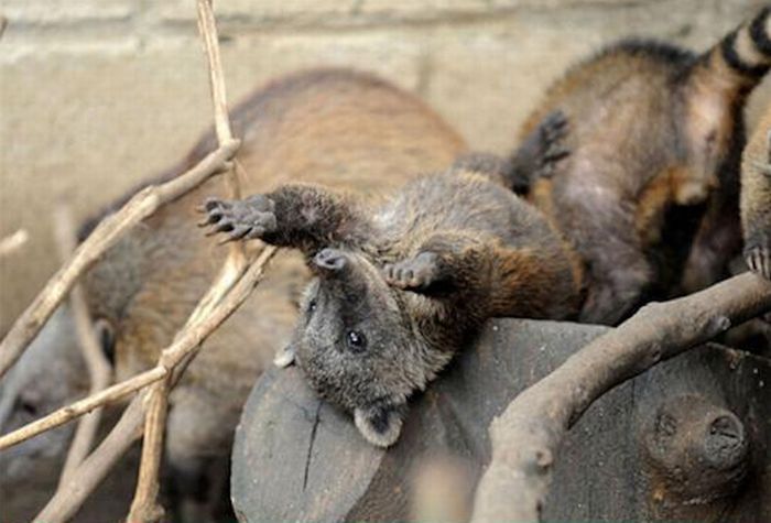 coatis baby, snookum bear