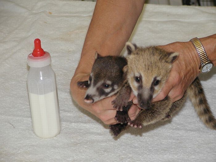 coatis baby, snookum bear