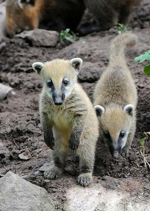 coatis baby, snookum bear