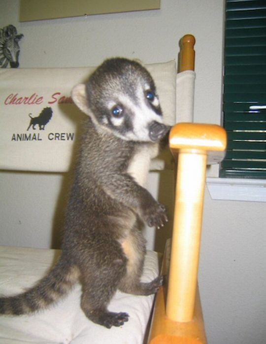 coatis baby, snookum bear