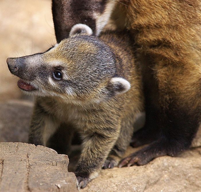 coatis baby, snookum bear