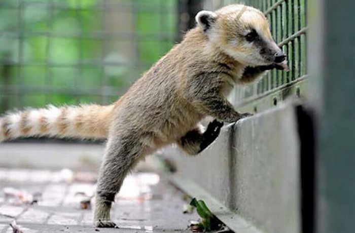 coatis baby, snookum bear