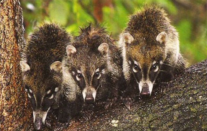 coatis baby, snookum bear