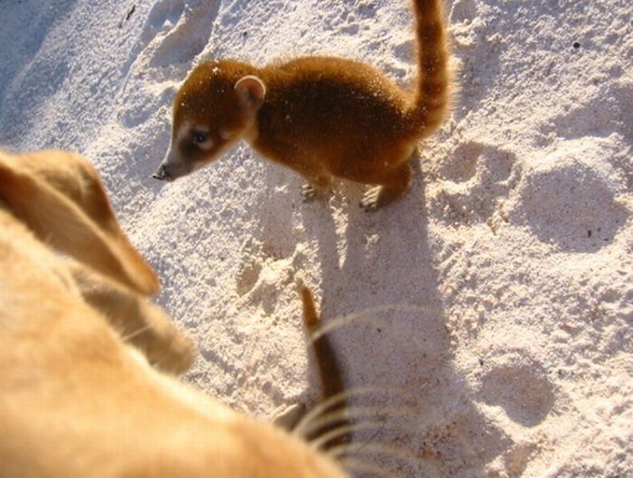 coatis baby, snookum bear