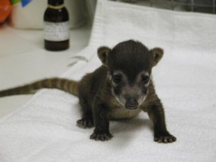 coatis baby, snookum bear