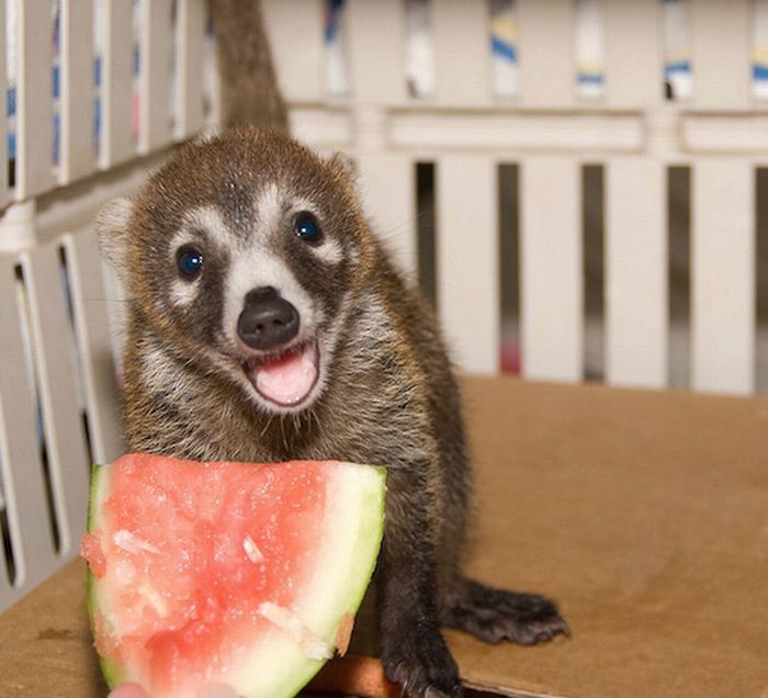 coatis baby, snookum bear