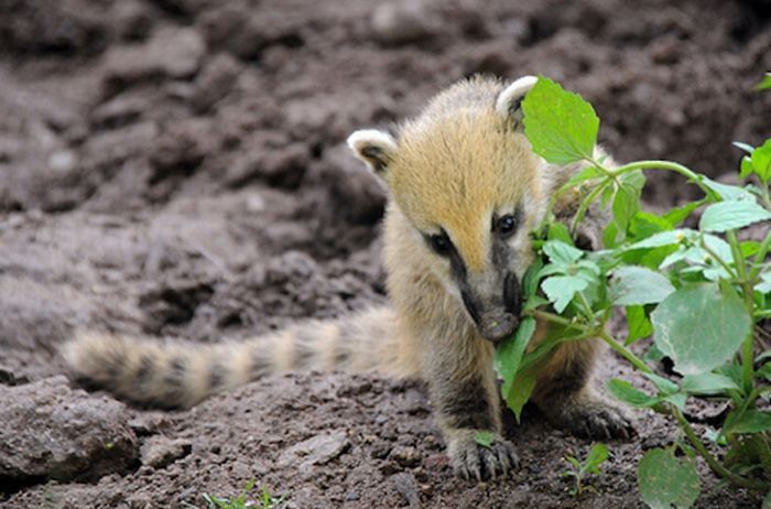 coatis baby, snookum bear