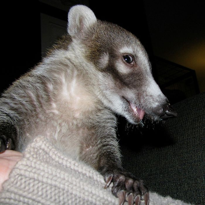 coatis baby, snookum bear