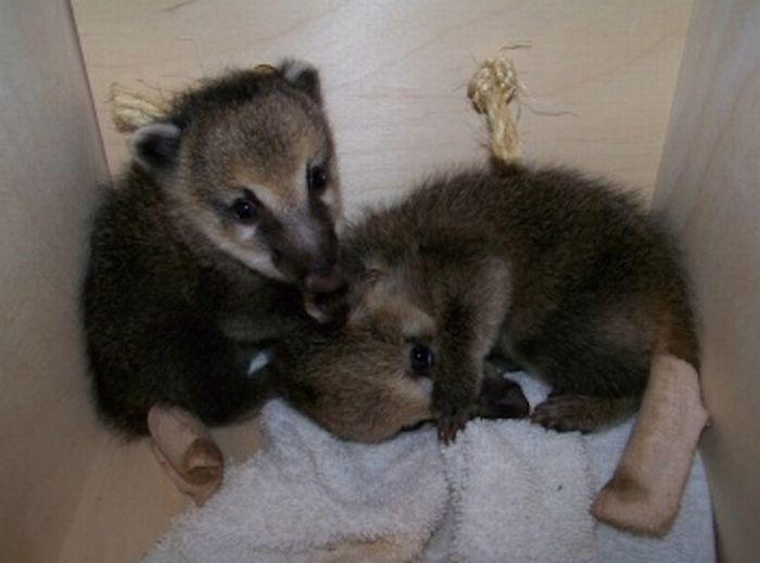 coatis baby, snookum bear