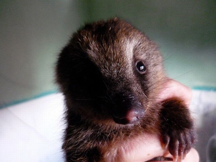 coatis baby, snookum bear