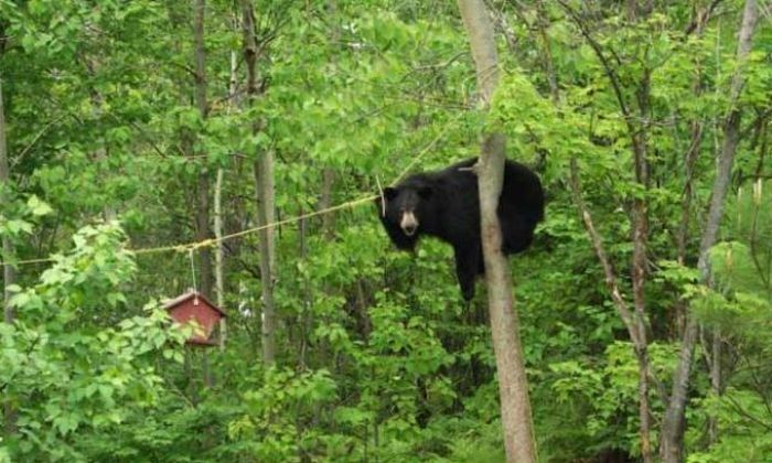 bear and the bird feeder