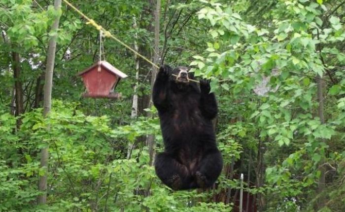 bear and the bird feeder