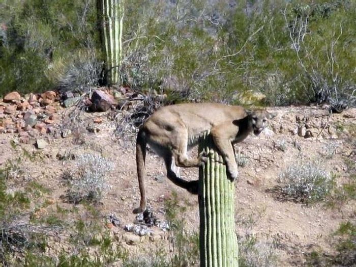 lioness climbed high to scan the horizon