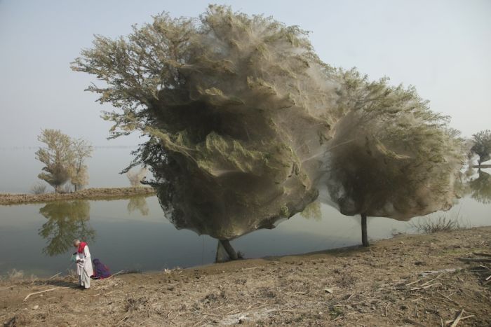 Spider invasion, Pakistan