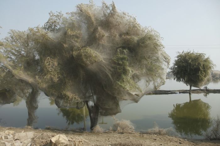 Spider invasion, Pakistan