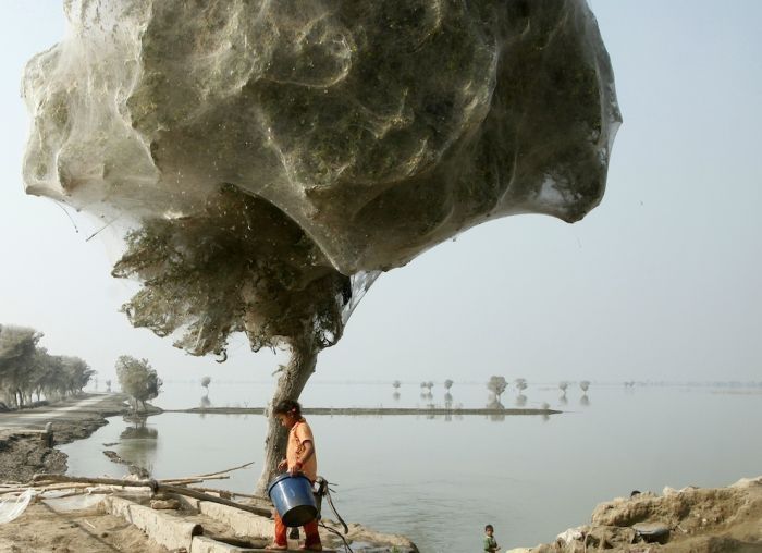 Spider invasion, Pakistan