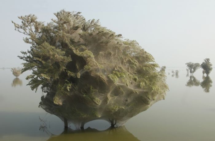 Spider invasion, Pakistan