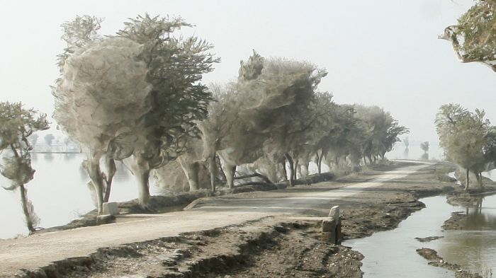 Spider invasion, Pakistan