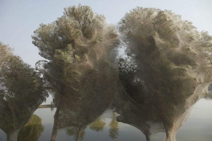 Spider invasion, Pakistan