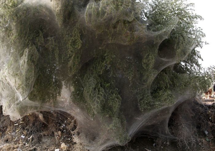 Spider invasion, Pakistan