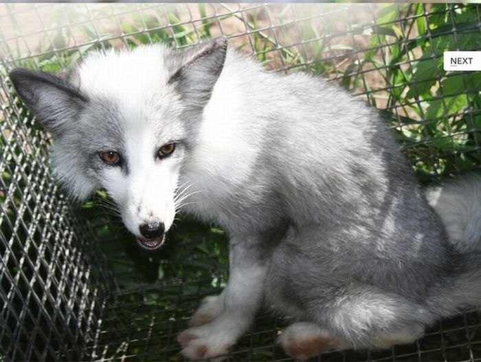 domesticated silver fox