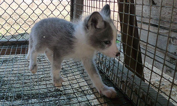 domesticated silver fox