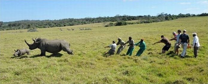 Rescuing rhinoceros, Kruger National Park, South Africa