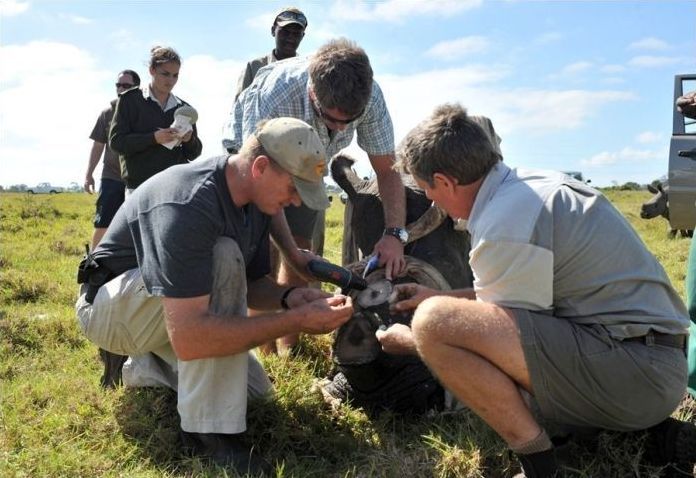 Rescuing rhinoceros, Kruger National Park, South Africa