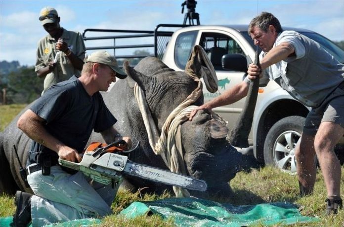 Rescuing rhinoceros, Kruger National Park, South Africa