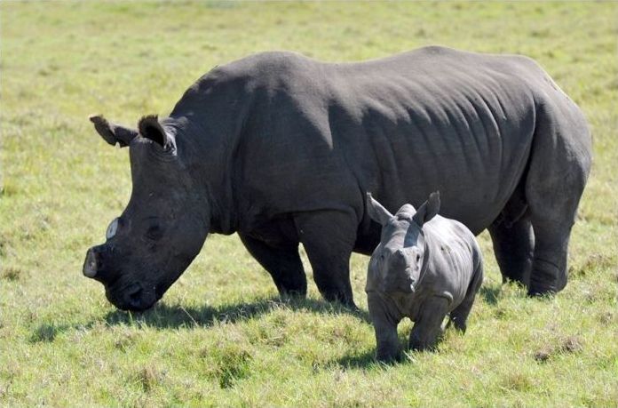 Rescuing rhinoceros, Kruger National Park, South Africa