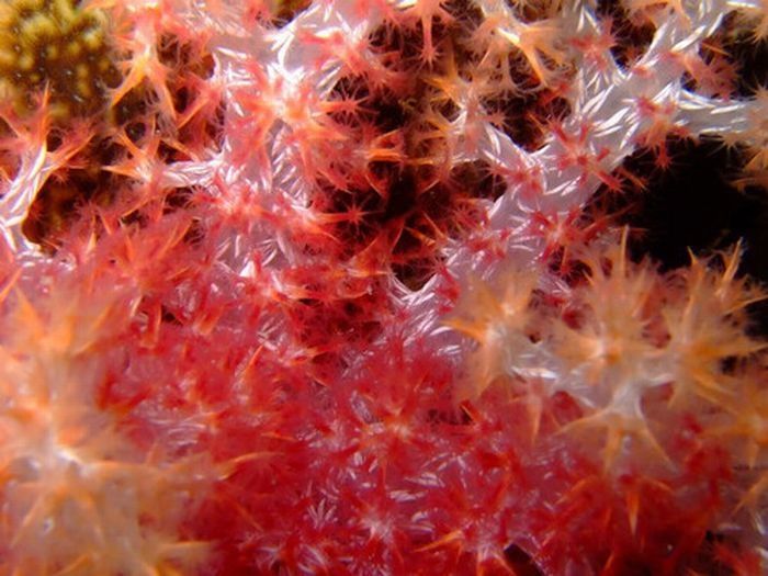 coral organisms