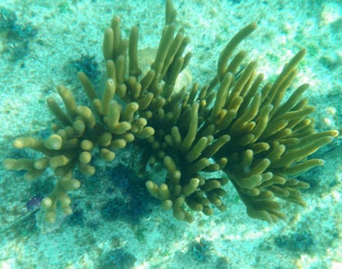 coral organisms